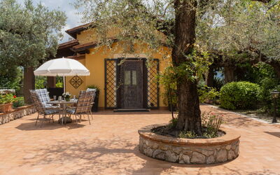 Olive Grove Sabina