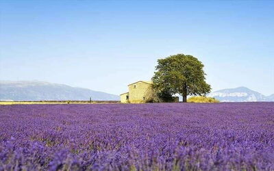 Provence ferieboliger